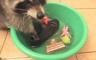 国产浣熊有细菌吗视频,揭秘萌物背后的健康之谜-第3张图片-精品欧洲AV无码