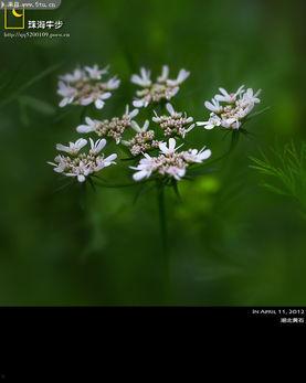 野花国产精品视频,探寻自然之美与情感共鸣的视觉盛宴-第3张图片-精品欧洲AV无码