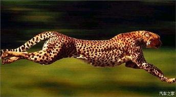 国产瑞豹和国外对比视频,性能与品质的较量-第2张图片-精品欧洲AV无码