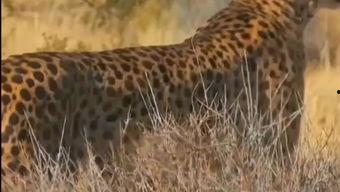 国产瑞豹和国外对比视频,性能与品质的较量-第3张图片-精品欧洲AV无码