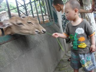国产大象焦视频播放,探寻大象生活的真实画卷-第2张图片-精品欧洲AV无码