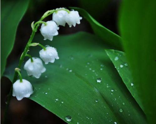 国产铃兰栽植方法视频大全-第1张图片-精品欧洲AV无码