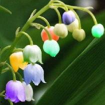 国产铃兰栽植方法视频大全-第2张图片-精品欧洲AV无码