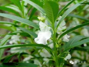 国产铃兰栽植方法视频大全-第3张图片-精品欧洲AV无码